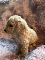 Shelly, a female Poodle - Multi-Colored Standard for sale in Interlachen, FL – 6 of 8
