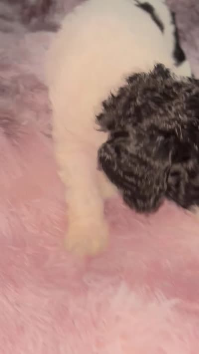 Two Dot, a male Poodle - Multi-Colored Standard for sale in Interlachen, FL – 9 of 9