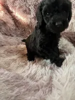Rue, a male Poodle - Multi-Colored Standard for sale in Interlachen, FL – 9 of 10
