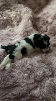 Bling, a female Poodle - Multi-Colored Standard for sale in Interlachen, FL – 2 of 6
