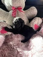 Rue, a male Poodle - Multi-Colored Standard for sale in Interlachen, FL – 8 of 10