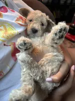 Shelly, a female Poodle - Multi-Colored Standard for sale in Interlachen, FL – 8 of 8