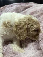 Ginger, a female Poodle - Multi-Colored Standard for sale in Interlachen, FL – 4 of 10
