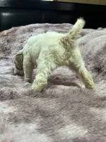Ginger, a female Poodle - Multi-Colored Standard for sale in Interlachen, FL – 9 of 10
