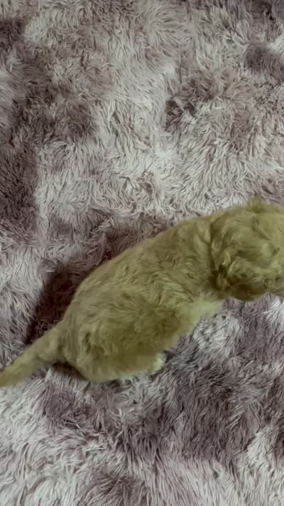 Locks, a male Poodle - Multi-Colored Standard for sale in Interlachen, FL – 9 of 9