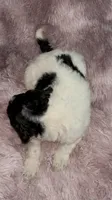 Two Dot, a male Poodle - Multi-Colored Standard for sale in Interlachen, FL – 5 of 9