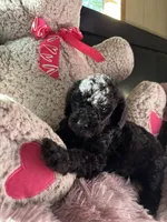 Rue, a male Poodle - Multi-Colored Standard for sale in Interlachen, FL – 3 of 10