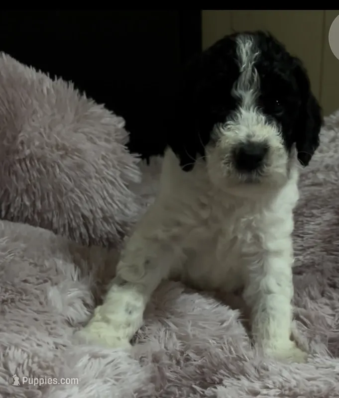 Two Dot, a male Poodle - Multi-Colored Standard for sale in Interlachen, FL – 1 of 9