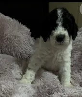 Two Dot, a male Poodle - Multi-Colored Standard for sale in Interlachen, FL – 1 of 9