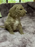 Locks, a male Poodle - Multi-Colored Standard for sale in Interlachen, FL – 6 of 9