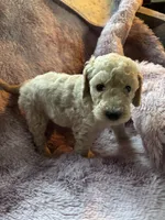 Shelly, a female Poodle - Multi-Colored Standard for sale in Interlachen, FL – 5 of 8