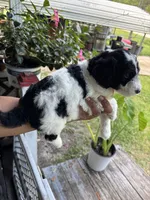 Bling, a female Poodle - Multi-Colored Standard for sale in Interlachen, FL – 1 of 6