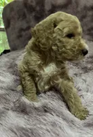 Locks, a male Poodle - Multi-Colored Standard for sale in Interlachen, FL – 3 of 9