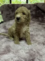 Locks, a male Poodle - Multi-Colored Standard for sale in Interlachen, FL – 2 of 9