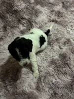 Two Dot, a male Poodle - Multi-Colored Standard for sale in Interlachen, FL – 8 of 9