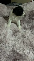 Two Dot, a male Poodle - Multi-Colored Standard for sale in Interlachen, FL – 6 of 9