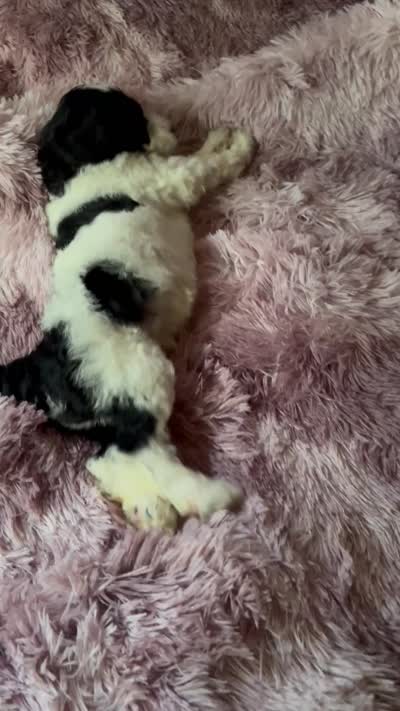 Bling, a female Poodle - Multi-Colored Standard for sale in Interlachen, FL – 6 of 6