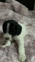Two Dot, a male Poodle - Multi-Colored Standard for sale in Interlachen, FL – 4 of 9