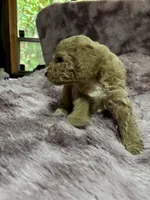 Locks, a male Poodle - Multi-Colored Standard for sale in Interlachen, FL – 5 of 9