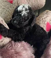 Rue, a male Poodle - Multi-Colored Standard for sale in Interlachen, FL – 2 of 10