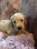 Shelly, a female Poodle - Multi-Colored Standard for sale in Interlachen, FL – 3 of 8
