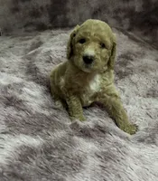 Locks, a male Poodle - Multi-Colored Standard for sale in Interlachen, FL – 4 of 9
