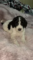 Two Dot, a male Poodle - Multi-Colored Standard for sale in Interlachen, FL – 3 of 9
