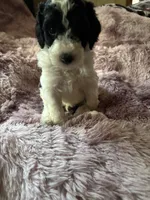 Bling, a female Poodle - Multi-Colored Standard for sale in Interlachen, FL – 5 of 6