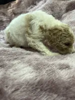 Ginger, a female Poodle - Multi-Colored Standard for sale in Interlachen, FL – 5 of 10