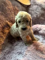 Shelly, a female Poodle - Multi-Colored Standard for sale in Interlachen, FL – 4 of 8