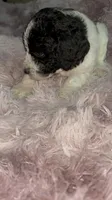 Two Dot, a male Poodle - Multi-Colored Standard for sale in Interlachen, FL – 2 of 9
