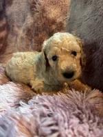 Shelly, a female Poodle - Multi-Colored Standard for sale in Interlachen, FL – 7 of 8