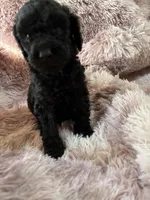 Rue, a male Poodle - Multi-Colored Standard for sale in Interlachen, FL – 4 of 10