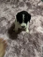 Two Dot, a male Poodle - Multi-Colored Standard for sale in Interlachen, FL – 7 of 9