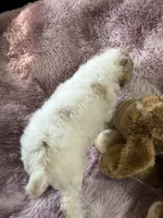 Ginger, a female Poodle - Multi-Colored Standard for sale in Interlachen, FL – 6 of 10