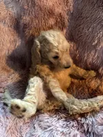 Shelly, a female Poodle - Multi-Colored Standard for sale in Interlachen, FL – 2 of 8