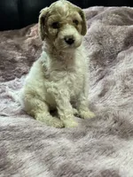 Ginger, a female Poodle - Multi-Colored Standard for sale in Interlachen, FL – 7 of 10