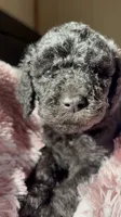 Rue, a male Poodle - Multi-Colored Standard for sale in Interlachen, FL – 6 of 10