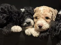 Ginger, a female Poodle - Multi-Colored Standard for sale in Interlachen, FL – 8 of 10