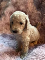 Shelly, a female Poodle - Multi-Colored Standard for sale in Interlachen, FL – 1 of 8