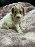 Ginger, a female Poodle - Multi-Colored Standard for sale in Interlachen, FL – 2 of 10