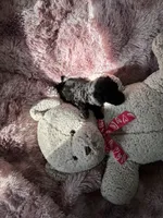 Rue, a male Poodle - Multi-Colored Standard for sale in Interlachen, FL – 10 of 10
