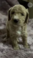 Locks, a male Poodle - Multi-Colored Standard for sale in Interlachen, FL – 8 of 9