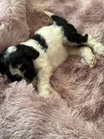 Bling, a female Poodle - Multi-Colored Standard for sale in Interlachen, FL – 3 of 6