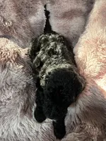 Rue, a male Poodle - Multi-Colored Standard for sale in Interlachen, FL – 5 of 10