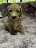 Locks, a male Poodle - Multi-Colored Standard for sale in Interlachen, FL – 7 of 9