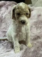 Ginger, a female Poodle - Multi-Colored Standard for sale in Interlachen, FL – 10 of 10