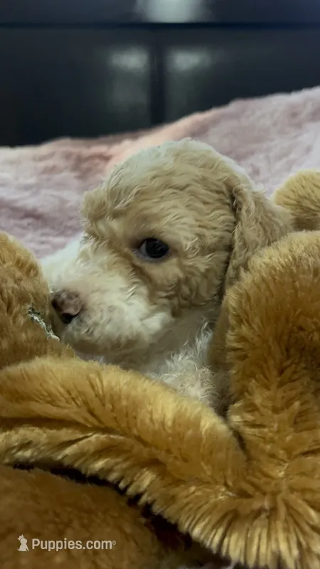 Ginger – Poodle - Multi-Colored Standard puppy for sale in Interlachen, FL