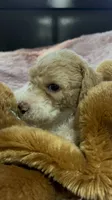Ginger, a female Poodle - Multi-Colored Standard for sale in Interlachen, FL – 1 of 10
