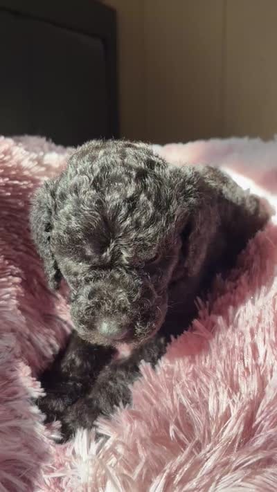 Rue, a male Poodle - Multi-Colored Standard for sale in Interlachen, FL – 7 of 10